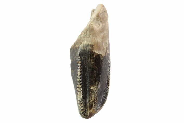 Bargain, Theropod (Raptor) Tooth - Montana #98307